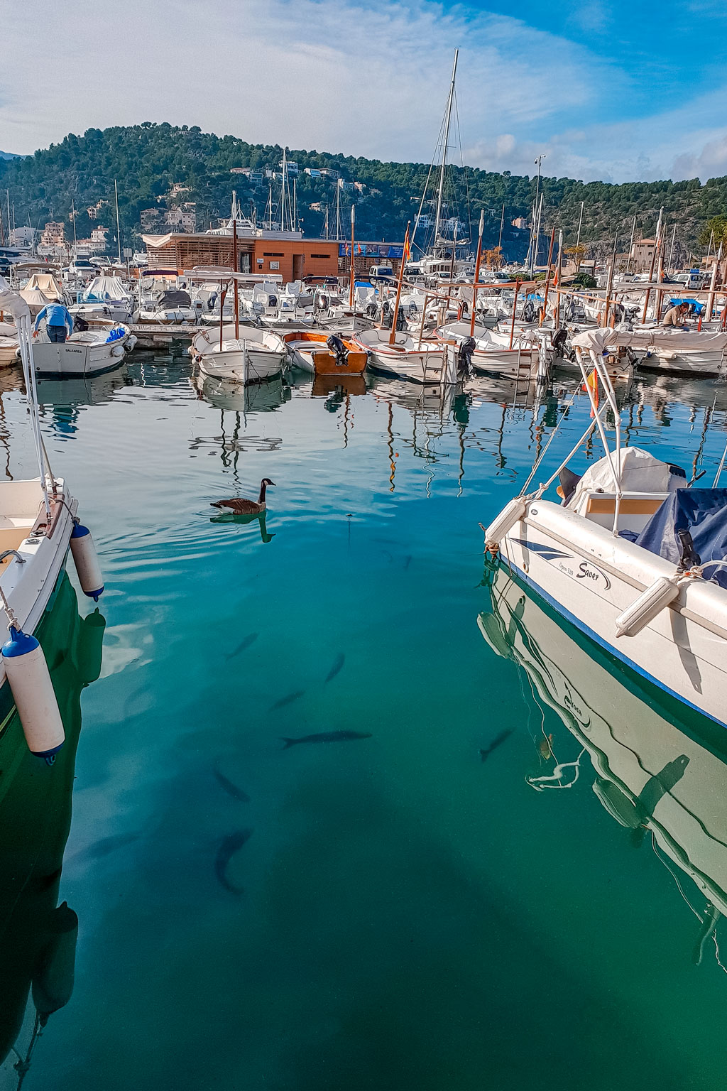 Fish at Soller Port Mallorca