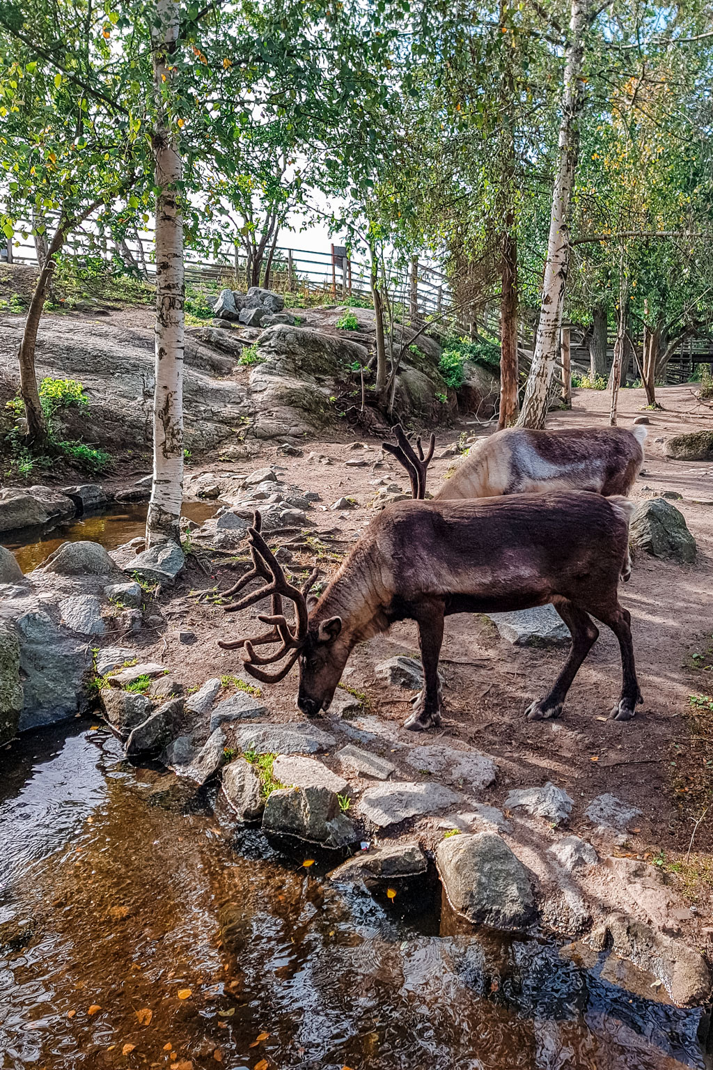 Stockholm Open Air Museum Reindeer