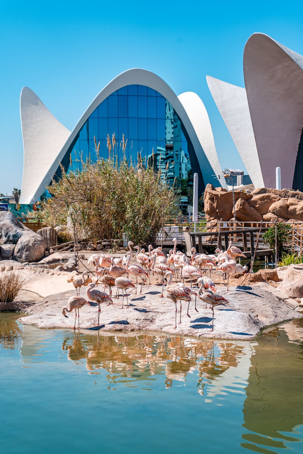 Flamingos at Oceanografic Valencia