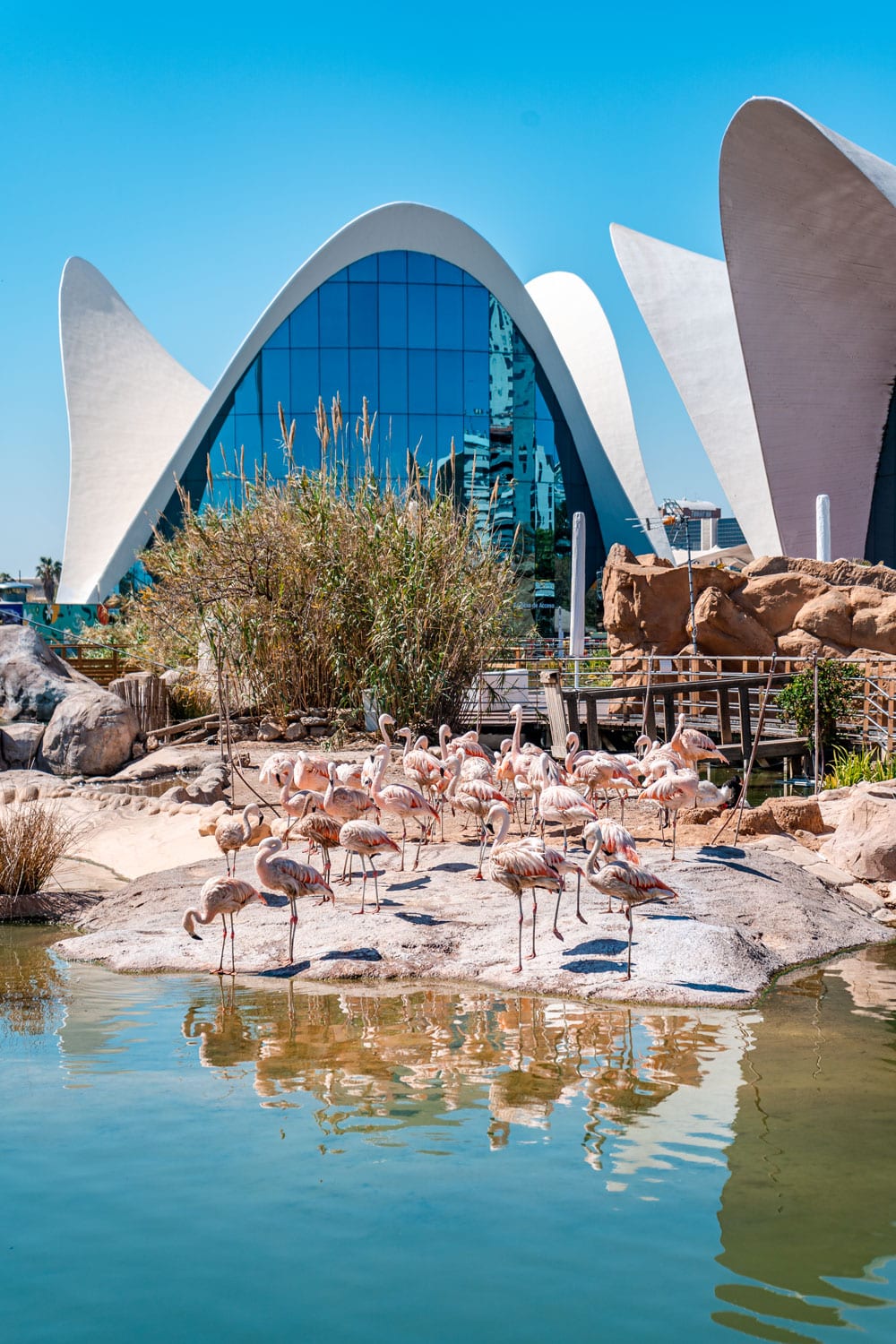 Flamingos at Oceanografic Valencia