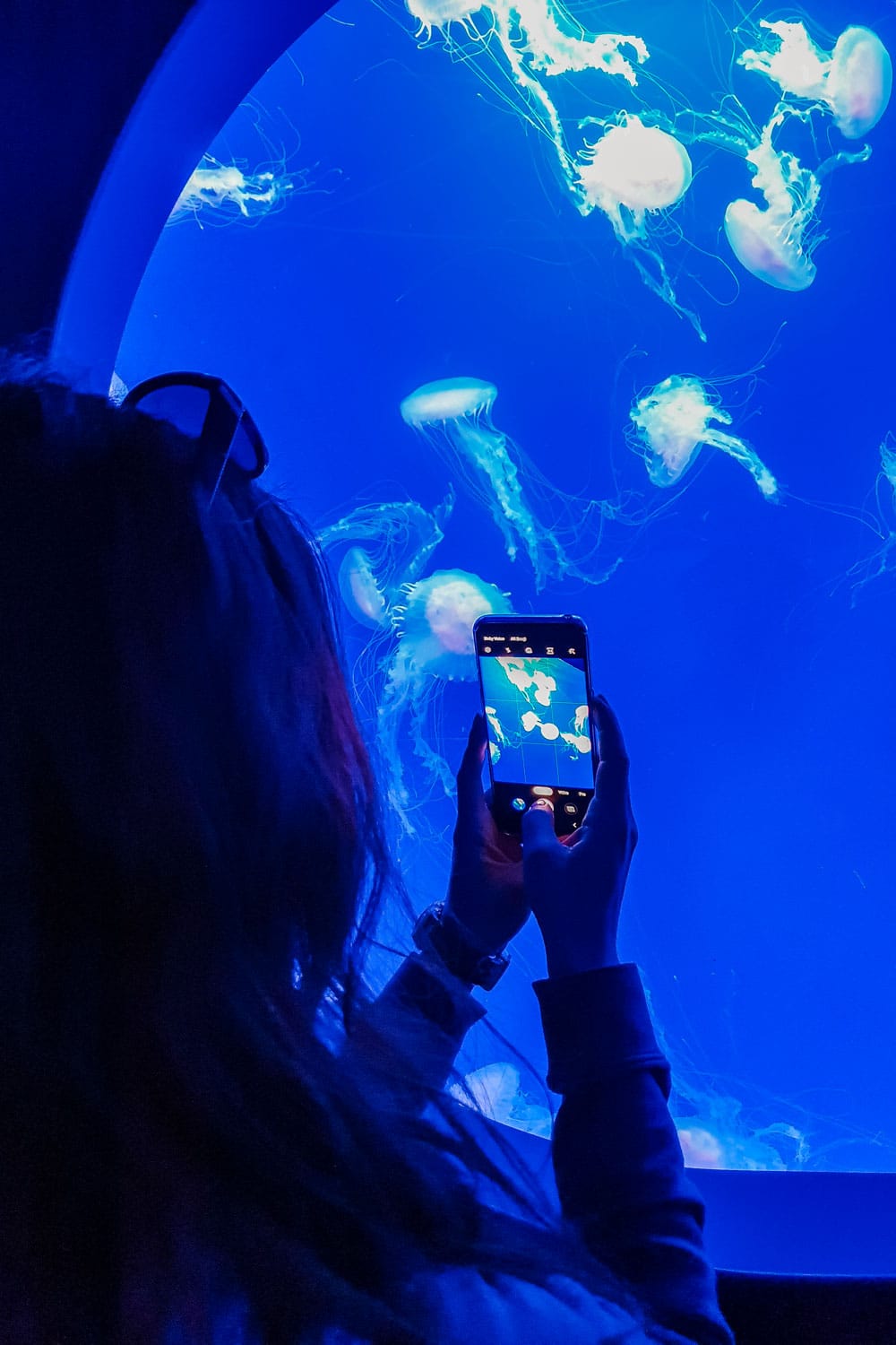 Taking Pictures of Jellyfish at Oceanografic Valencia