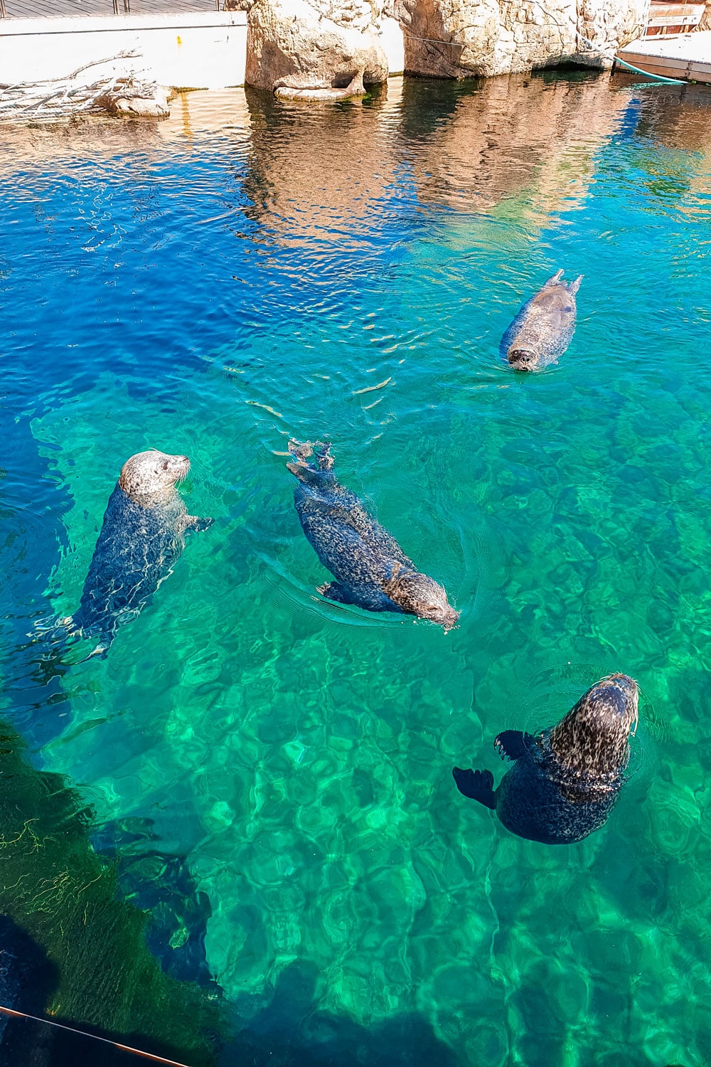 Seals Playing at Oceanografic Valencia