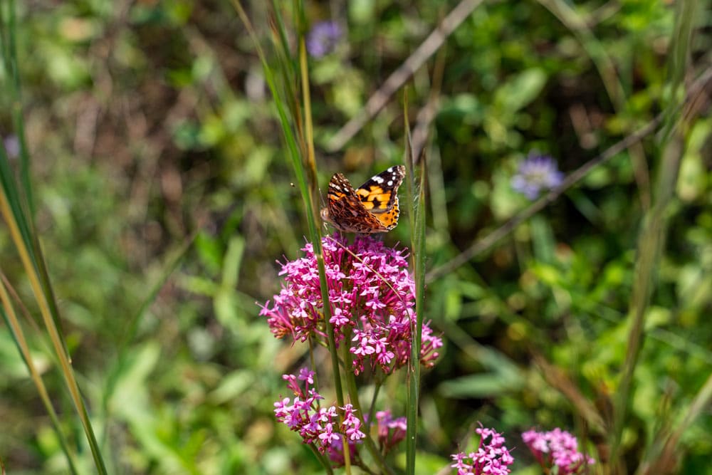 Fauna near the reservoir