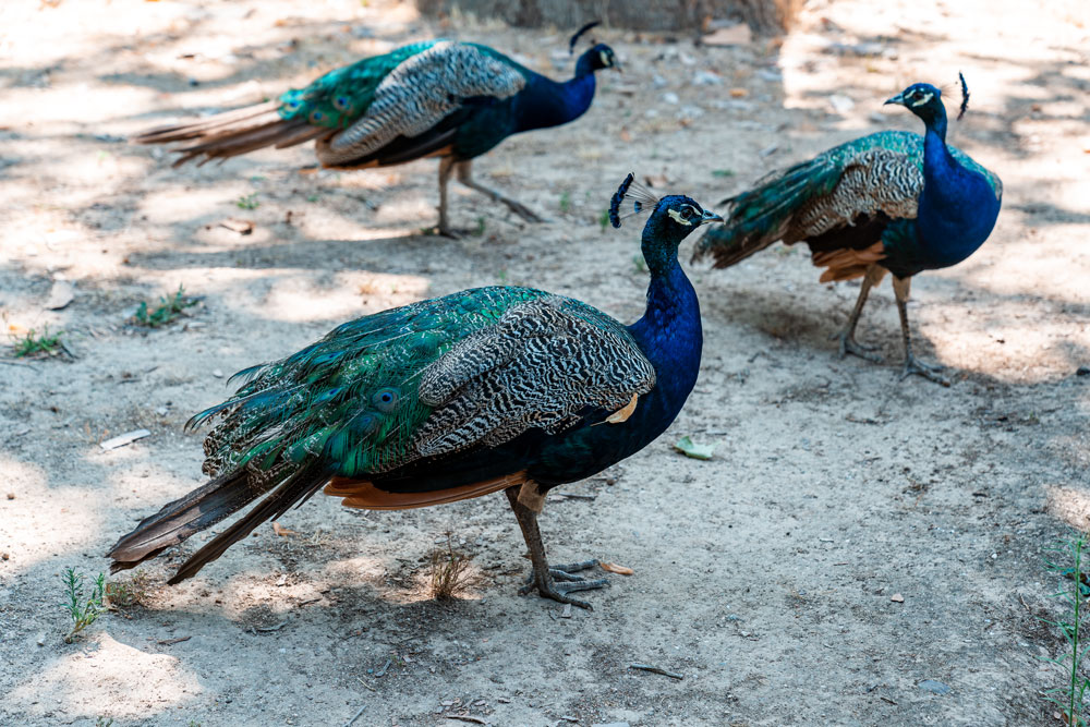 Peacocks in the park