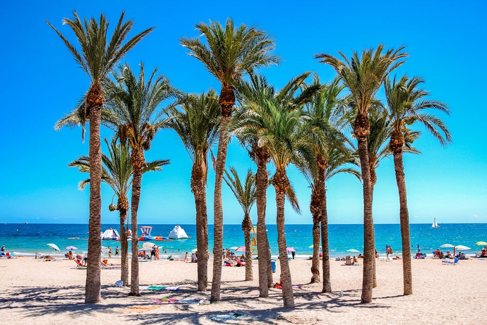 Palm trees on the beach