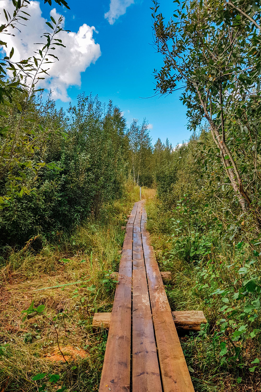 Wooden Hiking Trail in Nature