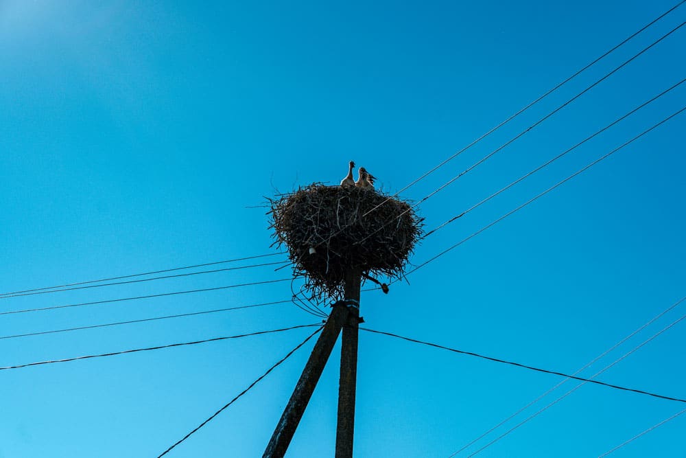 White Storks Family in Their Nest High at the Top of Electric Post