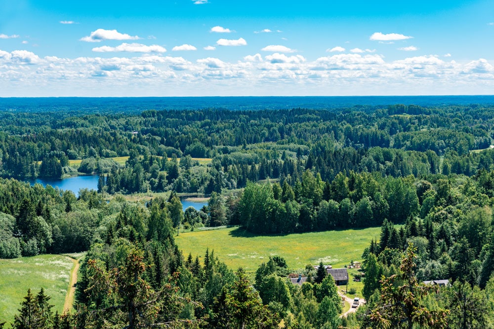 Estonian Landscape Seen from Observation Tower on Suur Munamägi