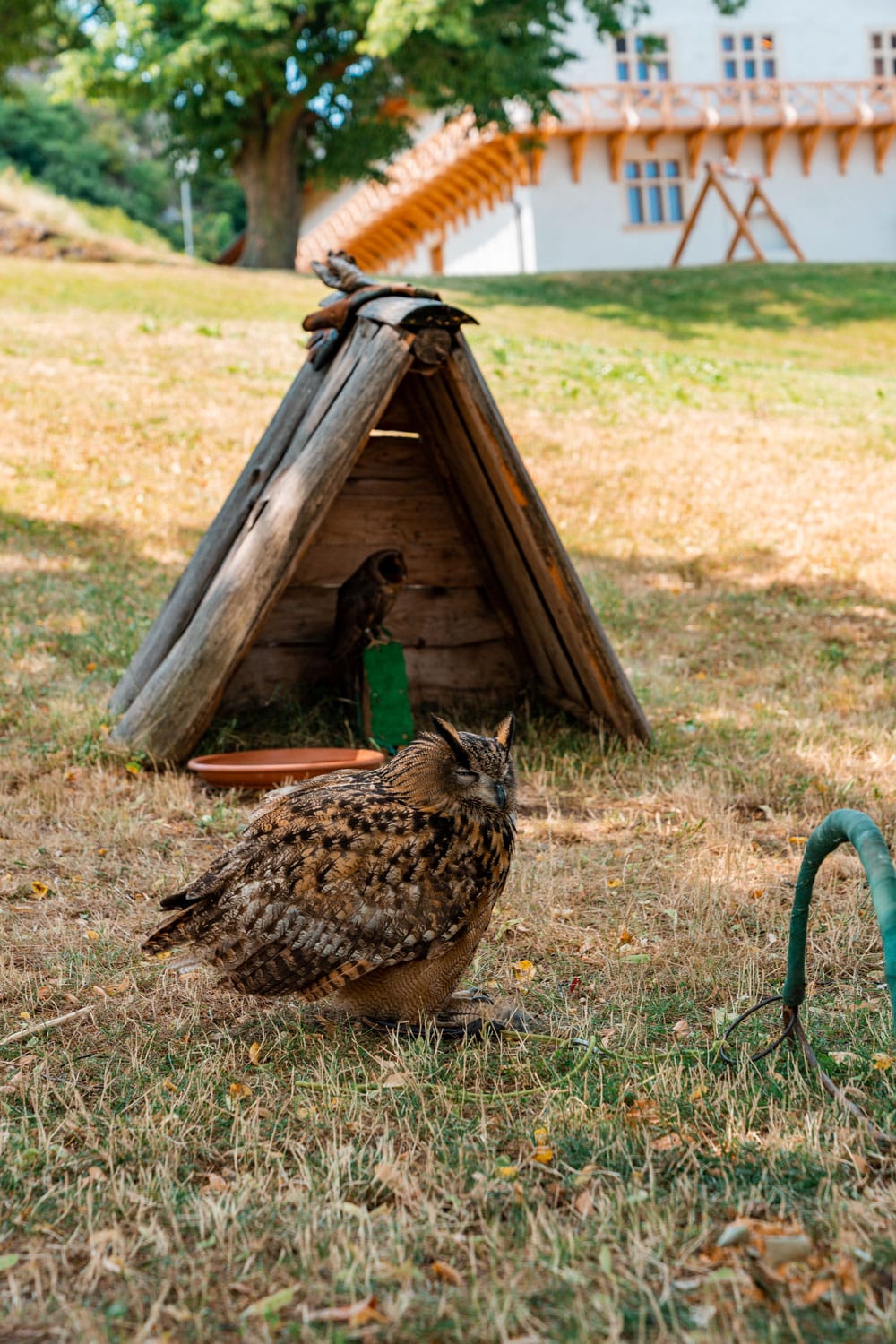 Falconry at the Castle of Trencin