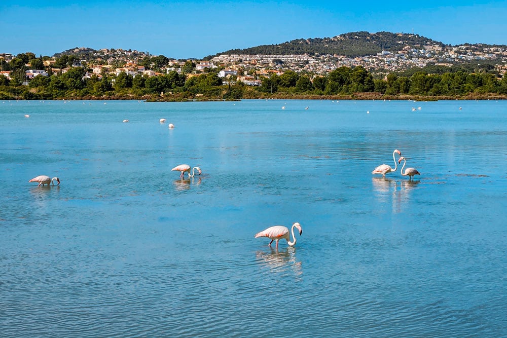 Flamingos at Calpe salt flats.