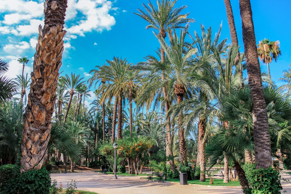 Elche palm park.