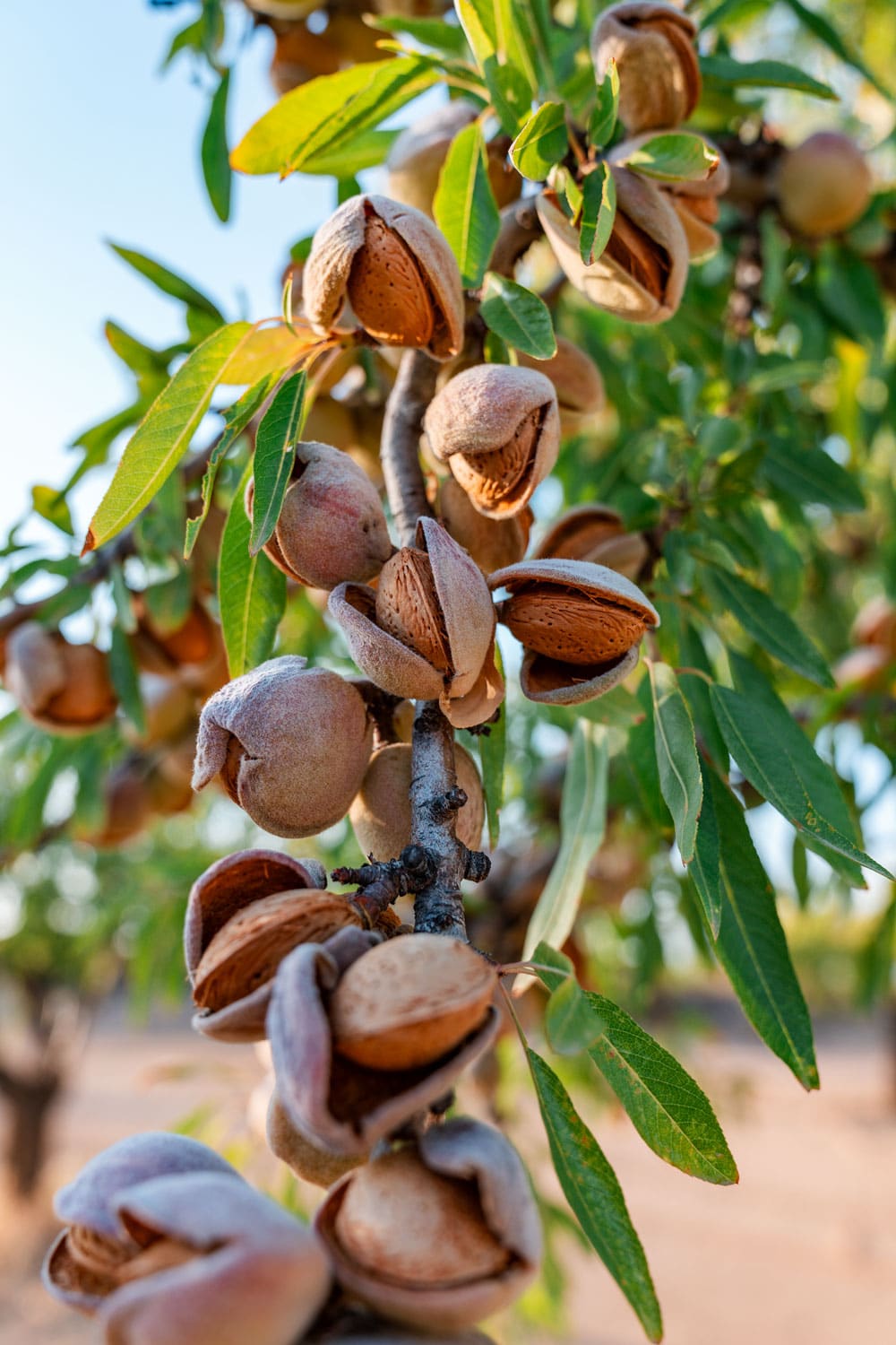 Almonds growing on almond tree.