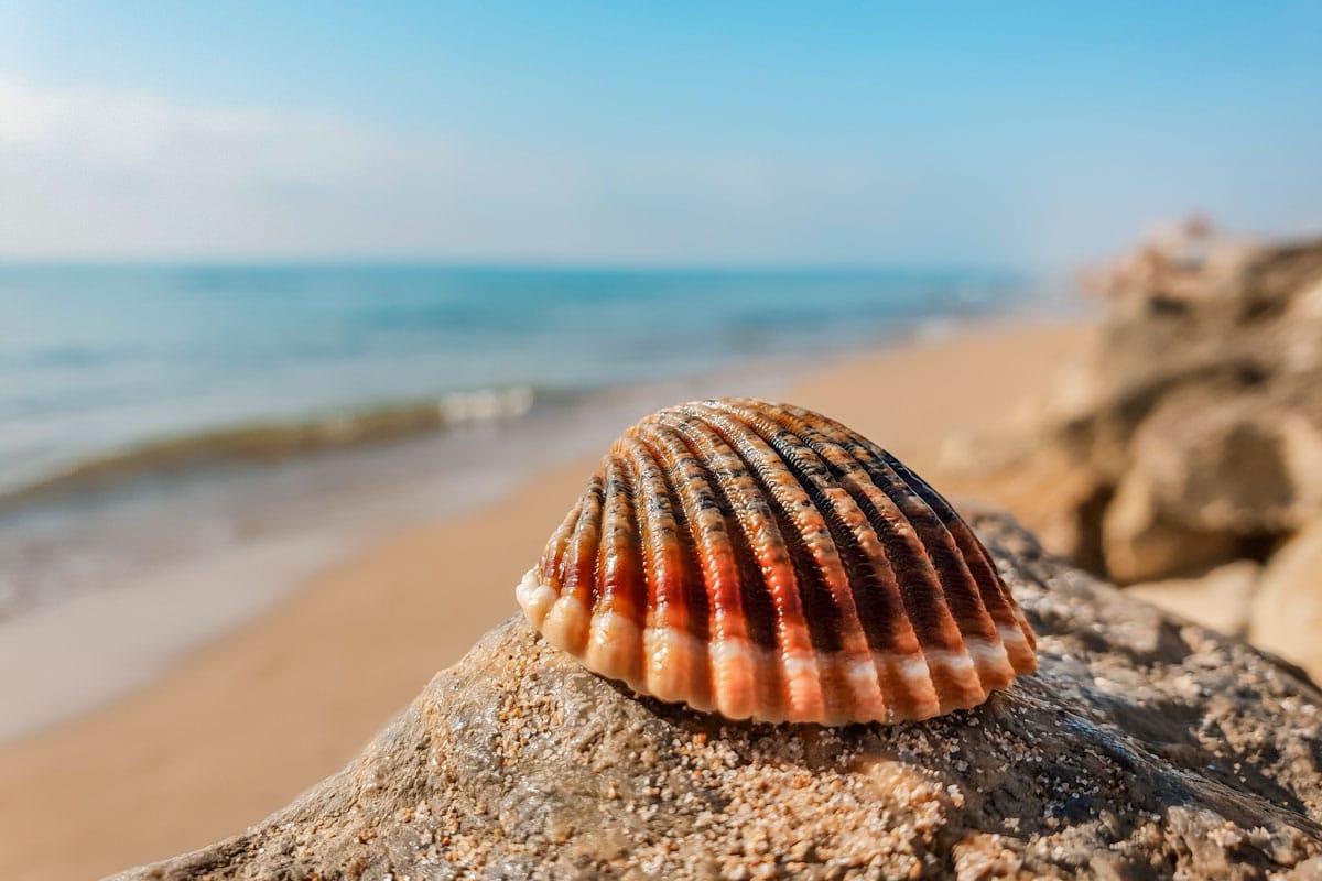 Sea shell on the rock with the Mediterranean Sea in the background.